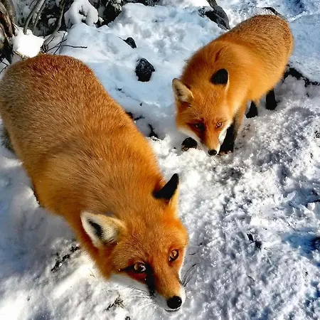 Сasa de vacaciones Chalúpka U Líšky Elišky Ždiar