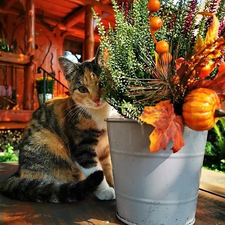 Chalúpka U Líšky Elišky * Ždiar